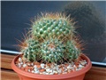 Mammillaria karwinskiana  